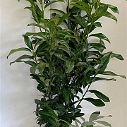 Prunus l. 'Caucasica' 80-100 cm met kluit