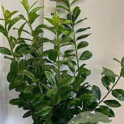 Prunus l. 'Novita' 80-100 cm met kluit