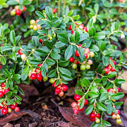 Vaccinium vitis-idaea GM P9.5 2 jaar