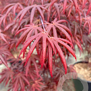 Acer pal. 'Trompenburg' 60-70 cm 3,0L