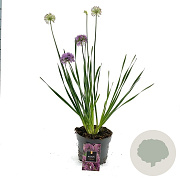 Allium 'Millenium' 50-60 cm 6,5L