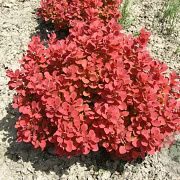 Berberis thunb. 'Ruby Star' 20-25 cm 2,0L