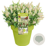 Buddleja davidii Butterfly Candy 'Little White' 30-40 cm 5,0L