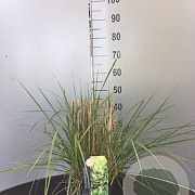 Calamagrostis acutiflora 'Overdam' gm 4,0L