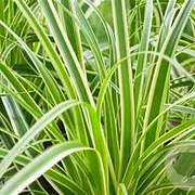 Carex oshim. Evercolor Evercream 50-60 cm 6,5L