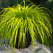 Carex oshim. Evercolor Everillo 45-50 cm 6,5L
