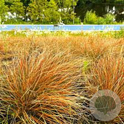 Carex testacea 'Prairie Fire' 30-35 cm 2,0L