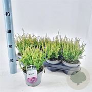 Calluna v. 'Amina' 15-20 cm C1.2