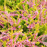 Calluna v. 'Boskoop' GM P9.5