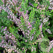 Calluna v. 'C.W. Nix' GM P10,5