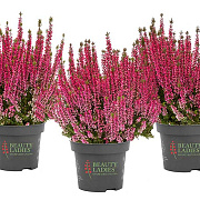 Calluna v. 'Crimson Sunset' 15-20 cm C1.2