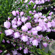 Calluna v. 'County Wicklow' GM P9.5 2 jaar