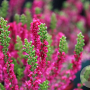 Calluna v. 'Dark Beauty' GM P10,5