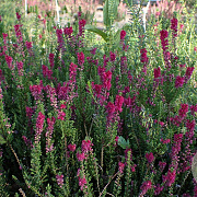 Calluna v. 'Dark Star' GM P10,5