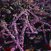 Calluna v. 'Elsie Purnell' GM P9.5