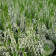Calluna v. 'Helena' GM P10,5