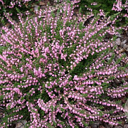 Calluna v. 'J.H. Hamilton' GM P10,5