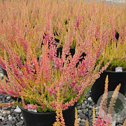 Calluna v. 'Kerstin' GM P9.5