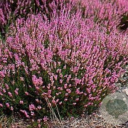 Calluna v. 'Leandra' 15-20 cm C1.2
