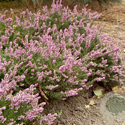 Calluna v. 'Mullion' GM P10,5