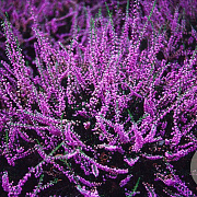Calluna v. 'Tib' GM P9.5