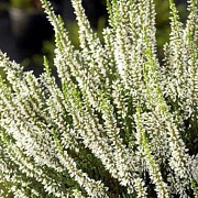 Calluna vulgaris 'Alicia' 15-20 cm C1.2