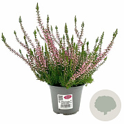 Calluna vulgaris 'Angie' 15-20 cm C1.2