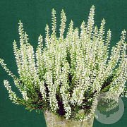 Calluna vulgaris 'Elisa' 15-20 cm C1.2