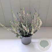 Calluna vulgaris 'Madonna' 15-20 cm C1.2