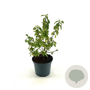Ceanothus del. 'Gloire de Versaille 30-40 cm 2,0L