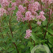 Ceanothus pallidus 'Marie Simon' 50-60 cm 20L