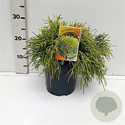 Chamaecyparis p. 'Sungold' 25-30 cm 3,5L