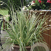 Chlorophytum saunders. 'Starlight' 60-70 cm 3,0L