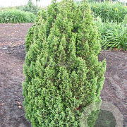 Chamaecyparis t. 'Top Point' 25-30 cm 3,5L