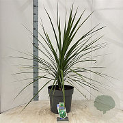 Cordyline aus. 'Atlantic Green' 100-110 cm 12L