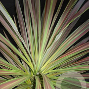 Cordyline aus. 'Chocolate Mint' 50-60 cm 3,0L