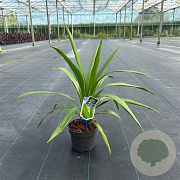 Cordyline aus. Emerald Star 50-60 cm 12L
