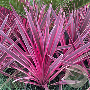 Cordyline aus. Pink Passion 70-80 cm 12L piramide