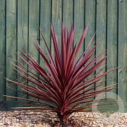 Cordyline aus. 'Red Star' 100-110 cm 12L