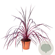 Cordyline Festival Raspberry 80-90 cm 12L