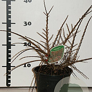 Cotoneaster horizontalis 25-30 cm 2,0L