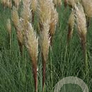 Cortaderia selloana 'Evita' 100-110 cm 3,0L