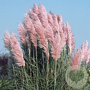 Cortaderia s. 'Pink Feather' 70-80 cm 6,5L
