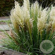 Cortaderia s. Tiny Pampa 60-70 cm 12L