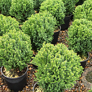 Cryptomeria j. 'Compressa' 20-25 cm 3,0L