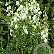Daboecia cantabrica alba GM P9.5 2 jaar