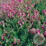 Daboecia c. 'Cupido' 15-20 cm 2,0L