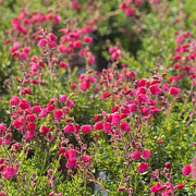 Daboecia s. 'Goscote' GM P9.5 2 jaar