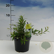 Deutzia gracilis 'Nikko' 20-30 cm 2,0L