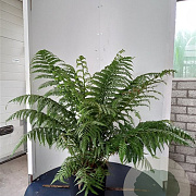 Dicksonia antarctica 30-40 cm 5,0L